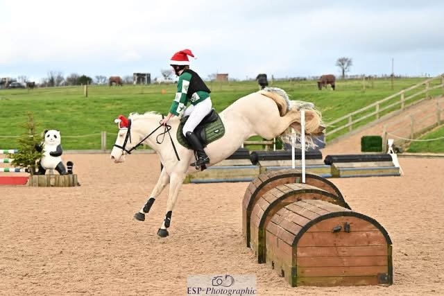 148cm Connemara Gelding