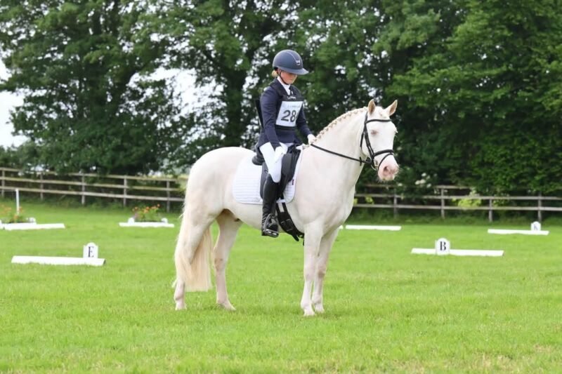 148cm Connemara Gelding