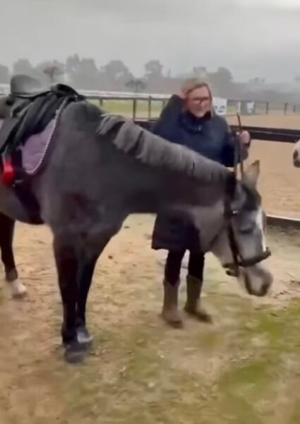 14.hh 6 year old mare