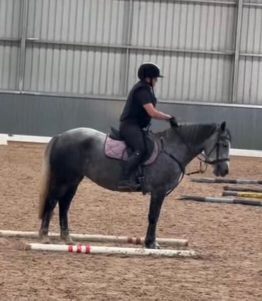 14.hh 6 year old mare