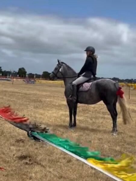 14.hh 6 year old mare