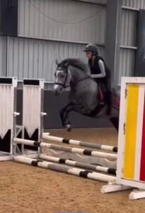14.hh 6 year old mare