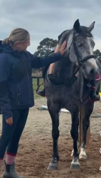 14.hh 6 year old mare