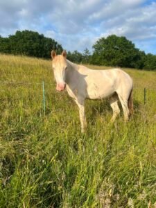 Quality 3yr old cremello filly