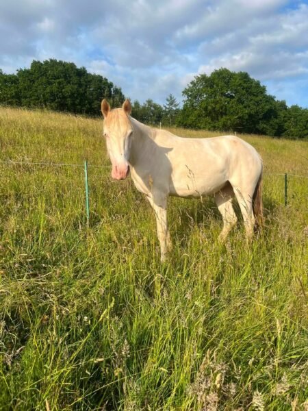 Quality 3yr old cremello filly
