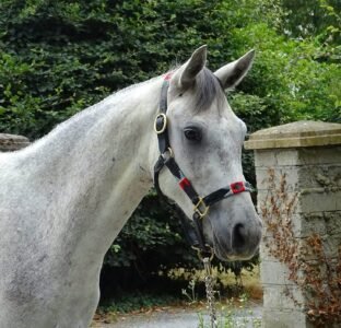 Homebred 3 year old gelding