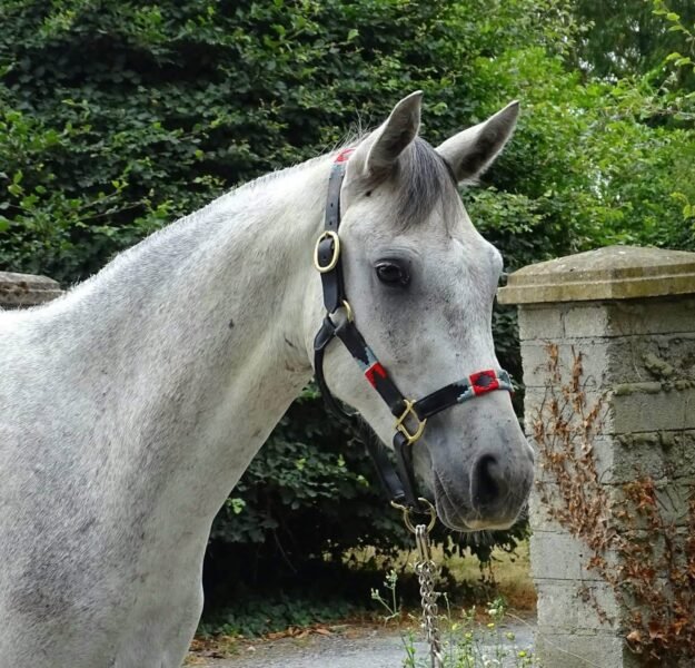 Homebred 3 year old gelding