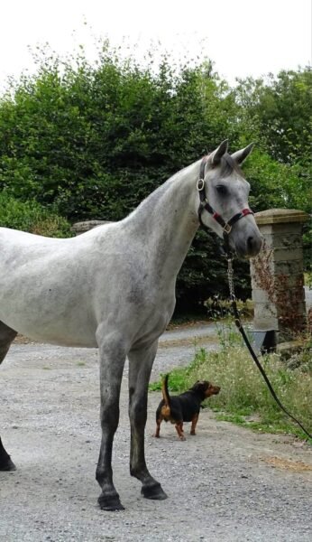 Homebred 3 year old gelding