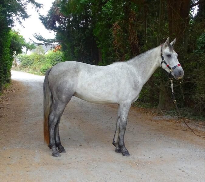 Homebred 3 year old gelding