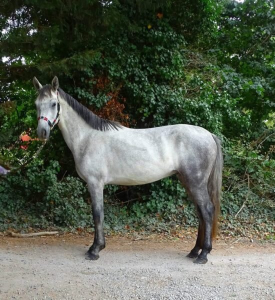 Homebred 3 year old gelding