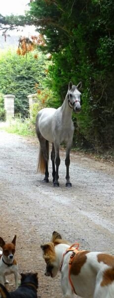 Homebred 3 year old gelding