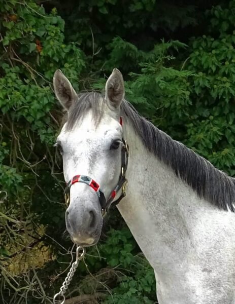 Homebred 3 year old gelding