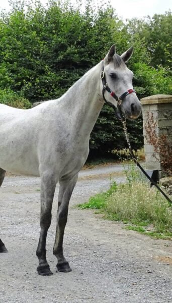 Homebred 3 year old gelding