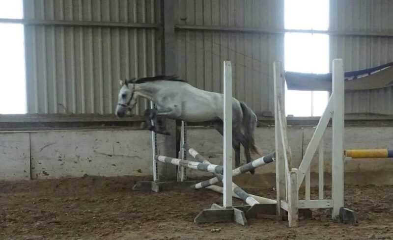 Homebred 3 year old gelding