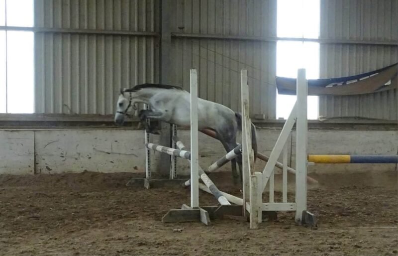 Homebred 3 year old gelding