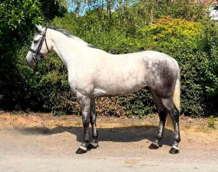 Future FEI Event Pony