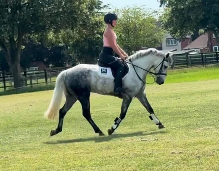 Future FEI Event Pony