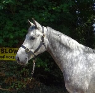 15hh 4 year old gelding