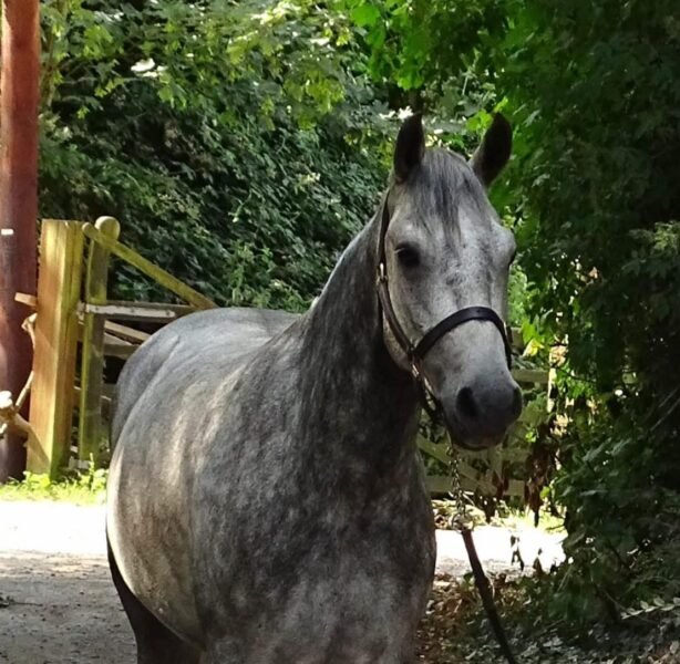 15hh 4 year old gelding