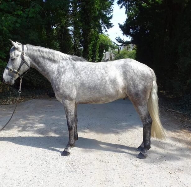 15hh 4 year old gelding