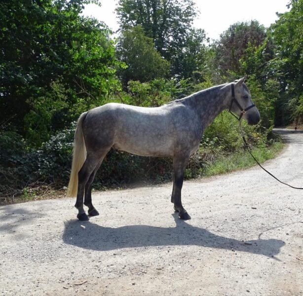 15hh 4 year old gelding