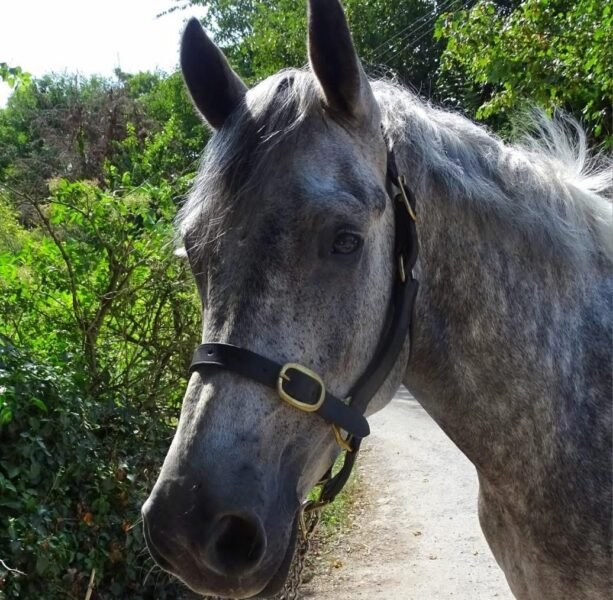 15hh 4 year old gelding
