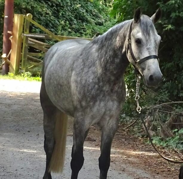 15hh 4 year old gelding