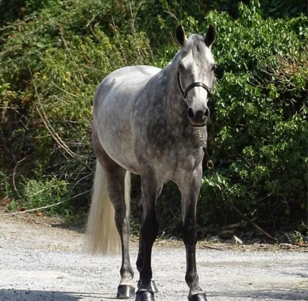 15hh 4 year old gelding