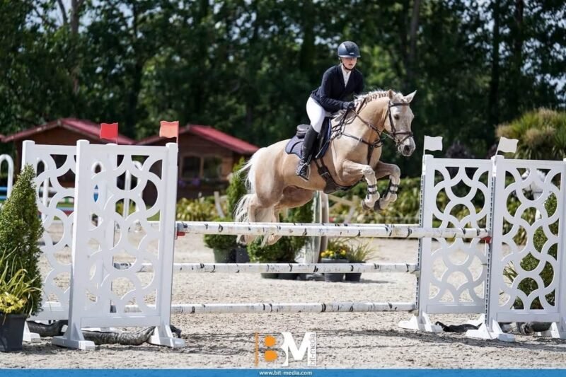 Sold - Stunning 148cm FEI Event Pony