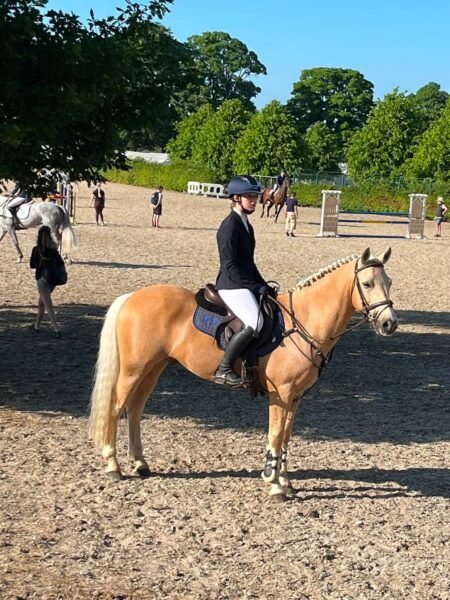 Sold - Stunning 148cm FEI Event Pony