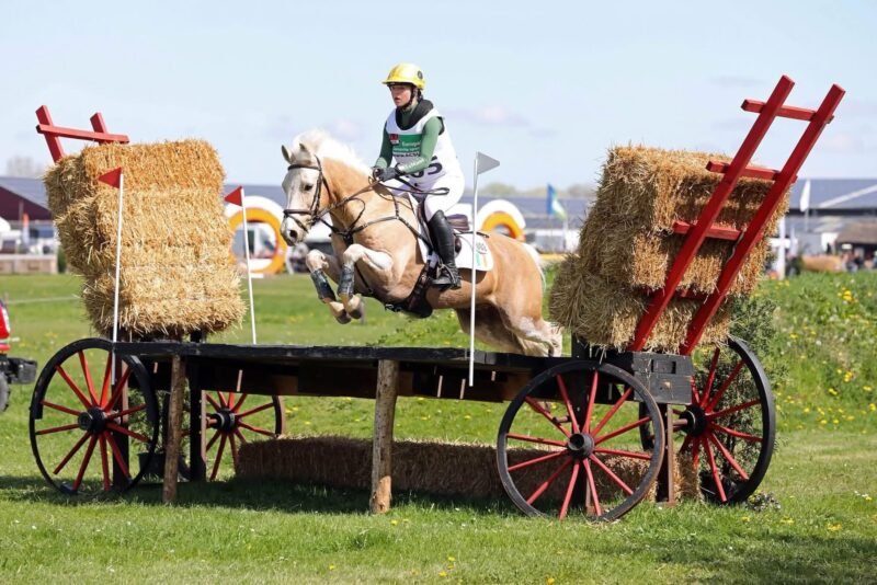 Sold - Stunning 148cm FEI Event Pony