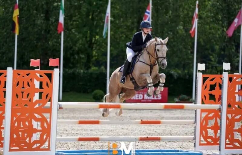 Sold - Stunning 148cm FEI Event Pony