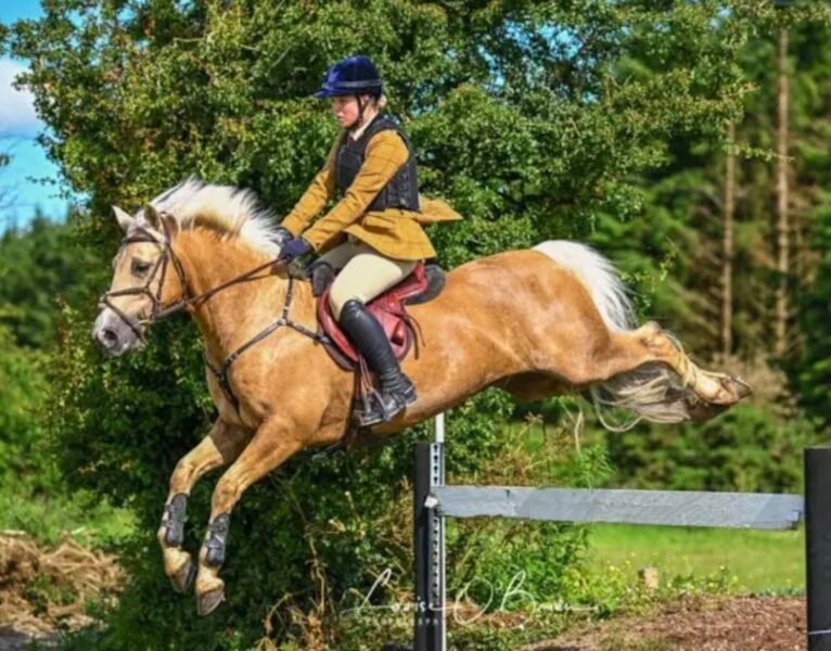Sold - Stunning 148cm FEI Event Pony