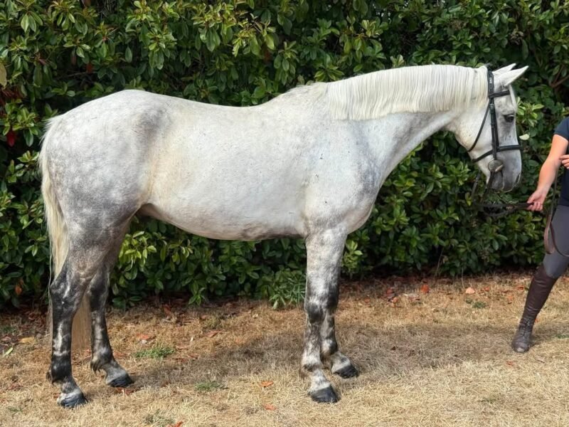 15.1hh 6year old gelding