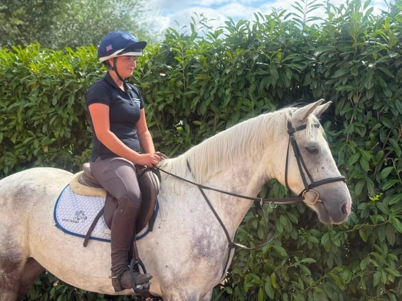 15.1hh 6year old gelding