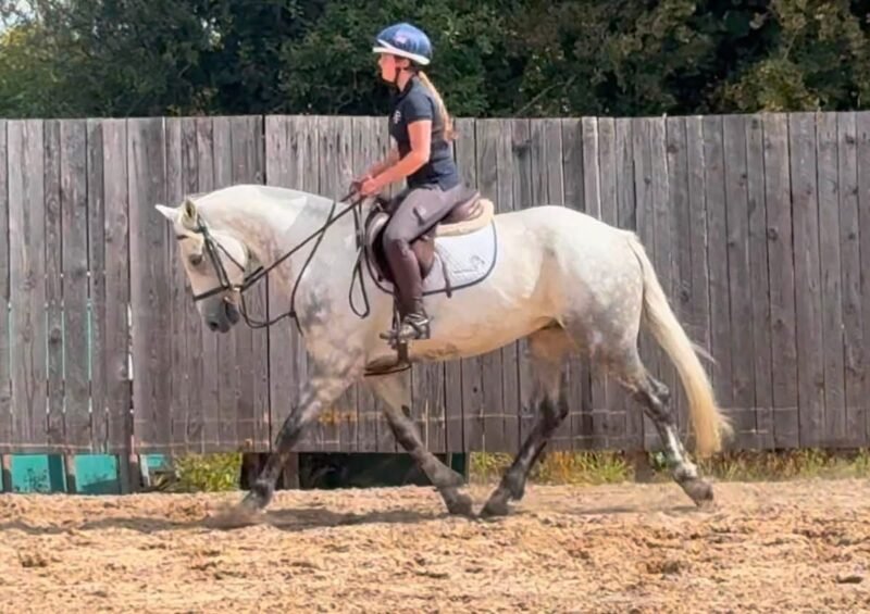 15.1hh 6year old gelding