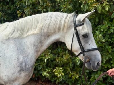 15.1hh 6year old gelding