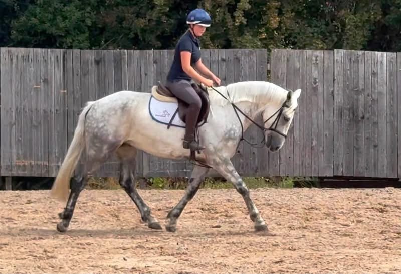 15.1hh 6year old gelding