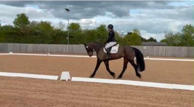 15.2hh Bay Connemara Pony