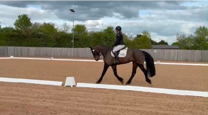 15.2hh Bay Connemara Pony