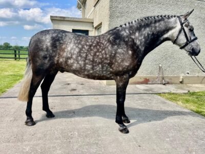 Versace - 15.2hh Connemara Gelding