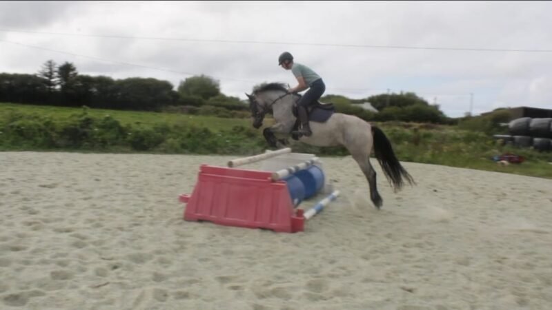 Beechmount Freya - Roan Connemara 4yr old
