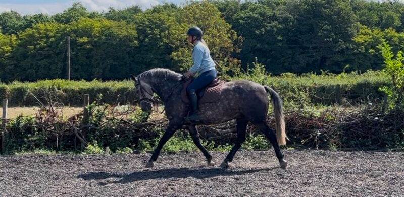 Versace - 15.2hh Connemara Gelding