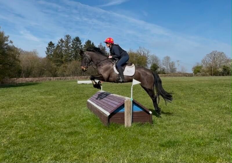 15.2hh Bay Connemara Pony