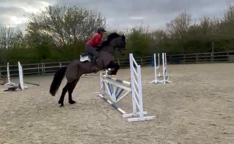 15.2hh Bay Connemara Pony
