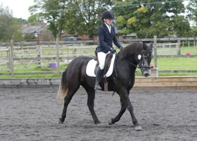 14.1hh 4yo Registered Connemara Mare