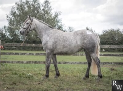 3-Year-Old Class 1 Connemara Mare in Foal to Gwennic de Goariva
