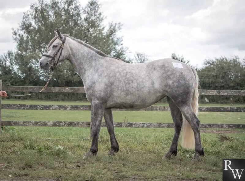 3-Year-Old Class 1 Connemara Mare in Foal to Gwennic de Goariva