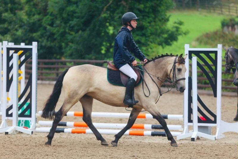 River - Class one 4 yr old Mare
