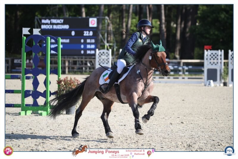Brock Blizzard – 148cm Class 1 Stallion